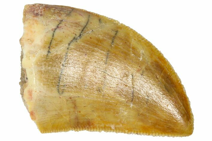 Serrated, Juvenile Carcharodontosaurus Tooth - Morocco #361045